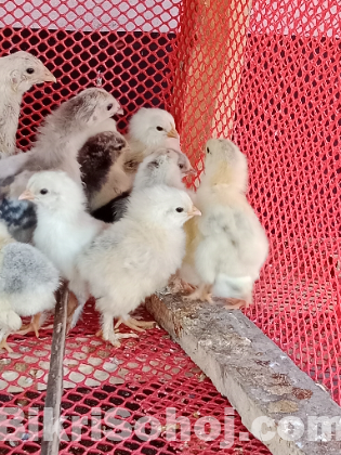 কলম্বিয়ান লাইট ব্রাহামা মুরগির বাচ্চা